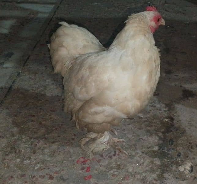 bantam pair for sale . . . . . . . 3