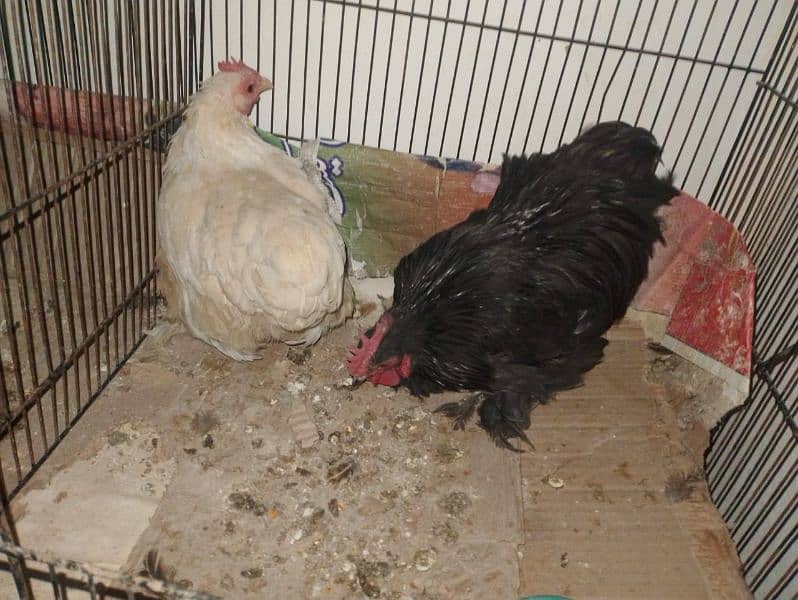 bantam pair for sale . . . . . . . 4