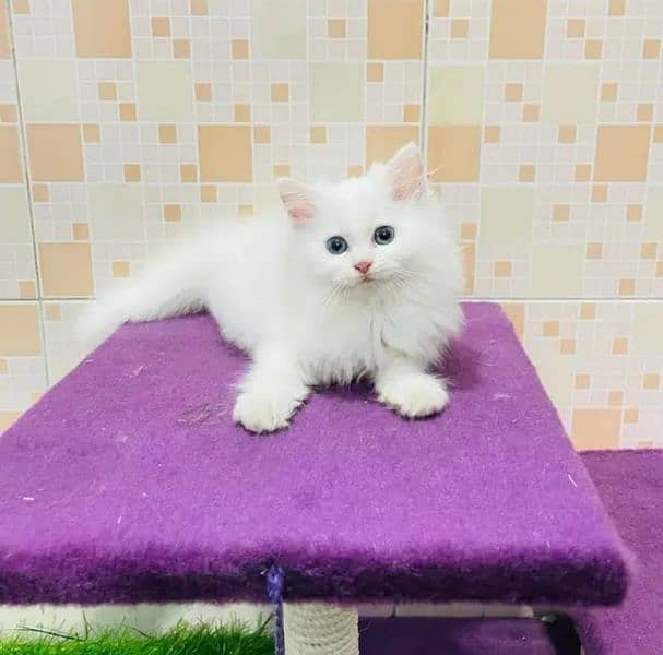 persian cat for sale 2 month age WhatsApp number 03417057463 1