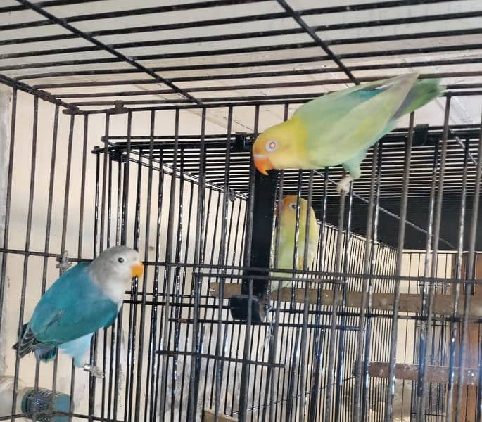 Love birds Albino Creamino Decino Parblue blue cocktail conure 1