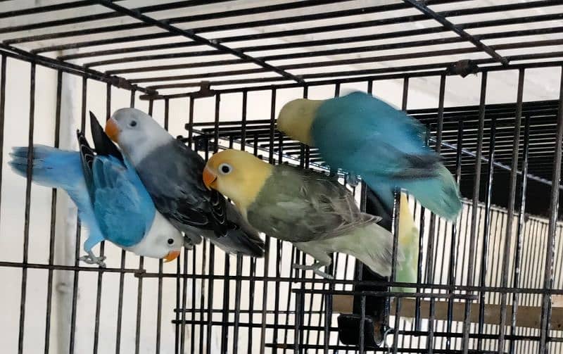 Love birds Albino Creamino Decino Parblue blue cocktail conure 5