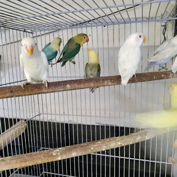 Love birds Albino Creamino Decino Parblue blue cocktail conure 7