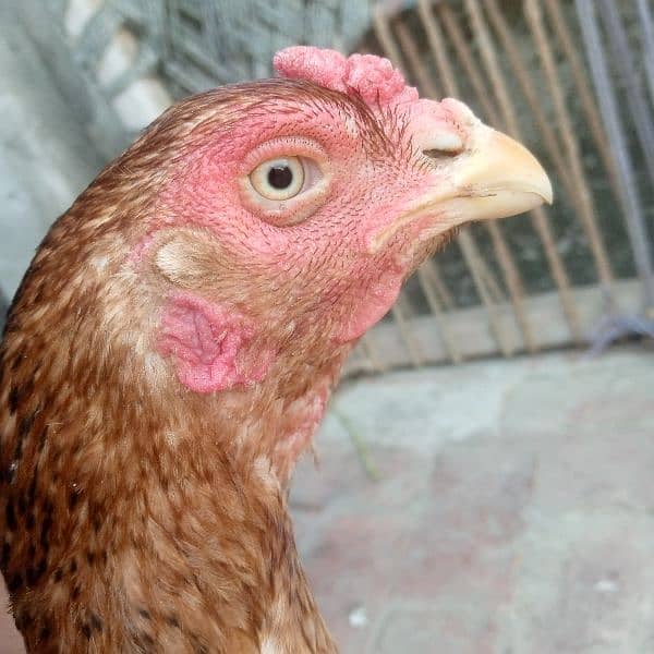 Aseel hen female in badami colour and 9 month age 1