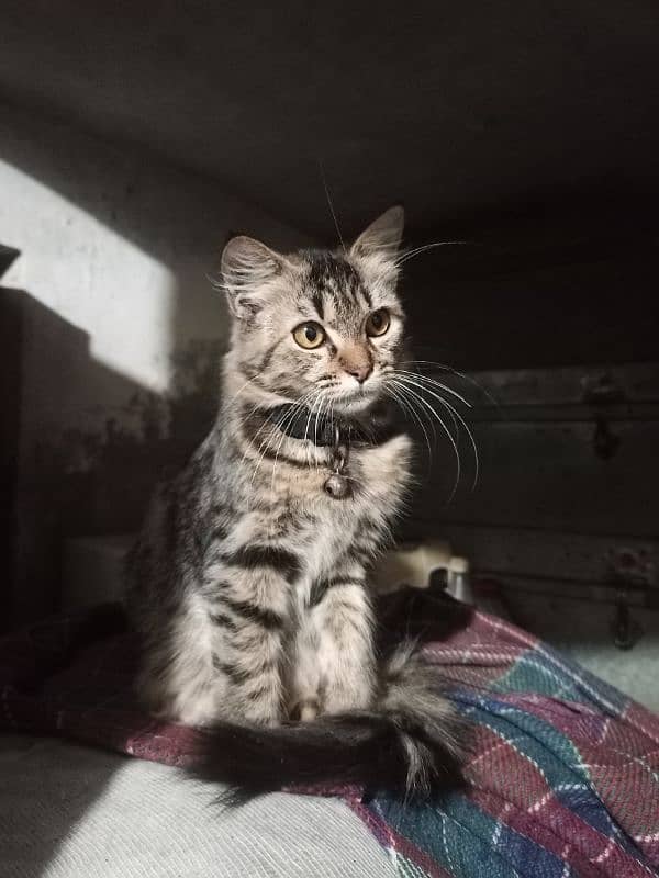 Pershion Female Kitten for sale 0