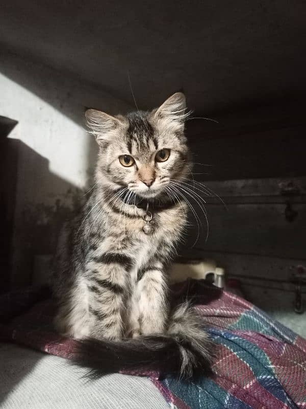 Pershion Female Kitten for sale 2