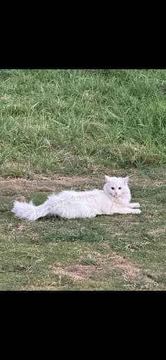 Persian cat Fully trained