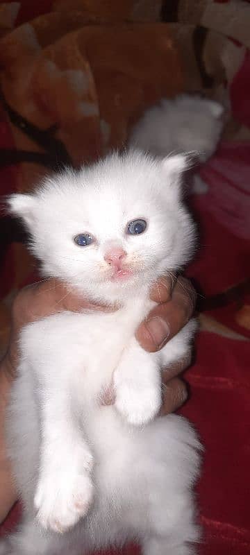 PERSIAN KITTEN'S TRIPPLE COATED AVAILABLE FOR SALE 0