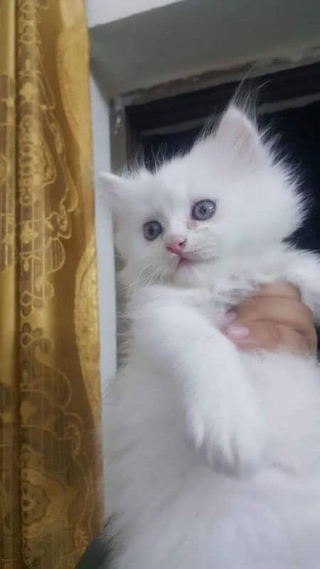 PERSIAN KITTEN'S TRIPPLE COATED AVAILABLE FOR SALE 1