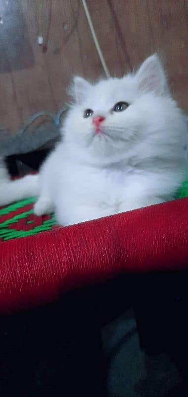 PERSIAN KITTEN'S TRIPPLE COATED AVAILABLE FOR SALE 2