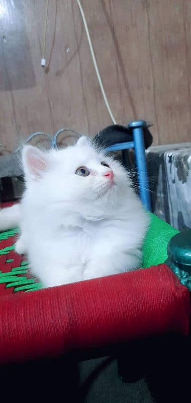 PERSIAN KITTEN'S TRIPPLE COATED AVAILABLE FOR SALE 3