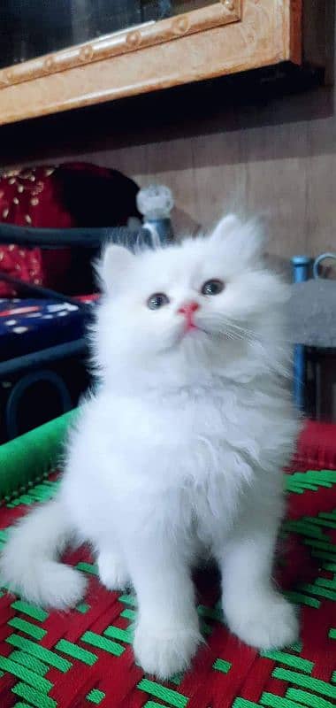 PERSIAN KITTEN'S TRIPPLE COATED AVAILABLE FOR SALE 4