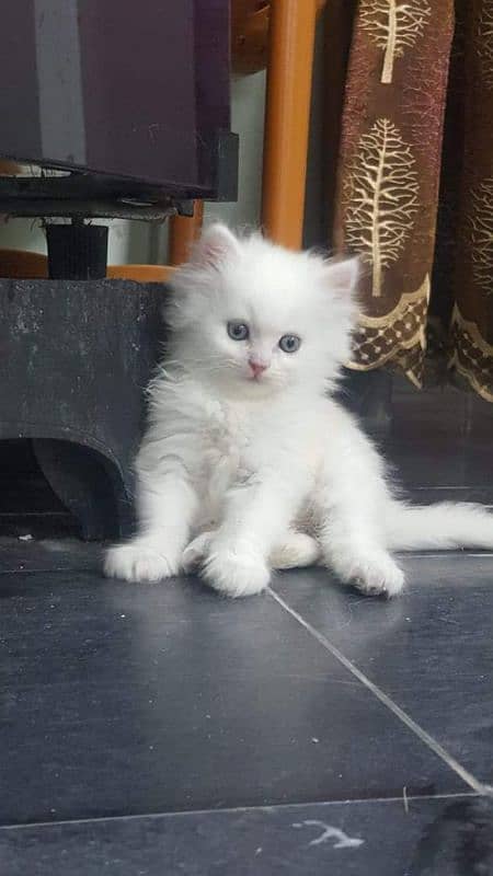 PERSIAN KITTEN'S TRIPPLE COATED AVAILABLE FOR SALE 5