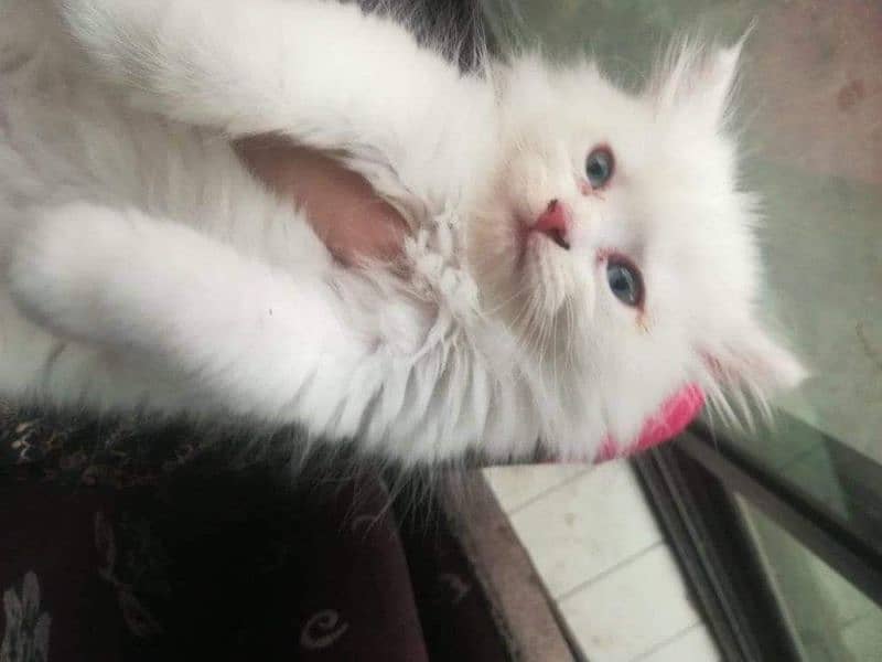 PERSIAN KITTEN'S TRIPPLE COATED AVAILABLE FOR SALE 6