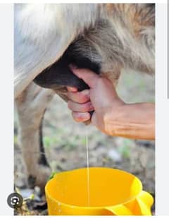 Goat milk