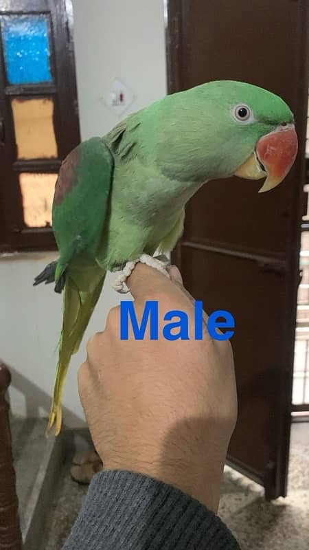 Raw parrots for sale 1