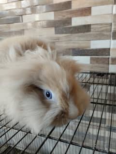 Dwarfs breed rabbits pair for sale