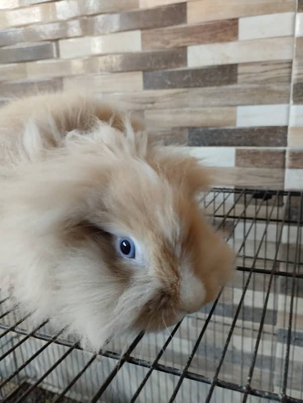 Dwarfs breed rabbits pair for sale 0