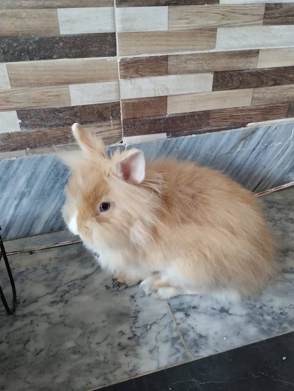 Dwarfs breed rabbits pair for sale 1