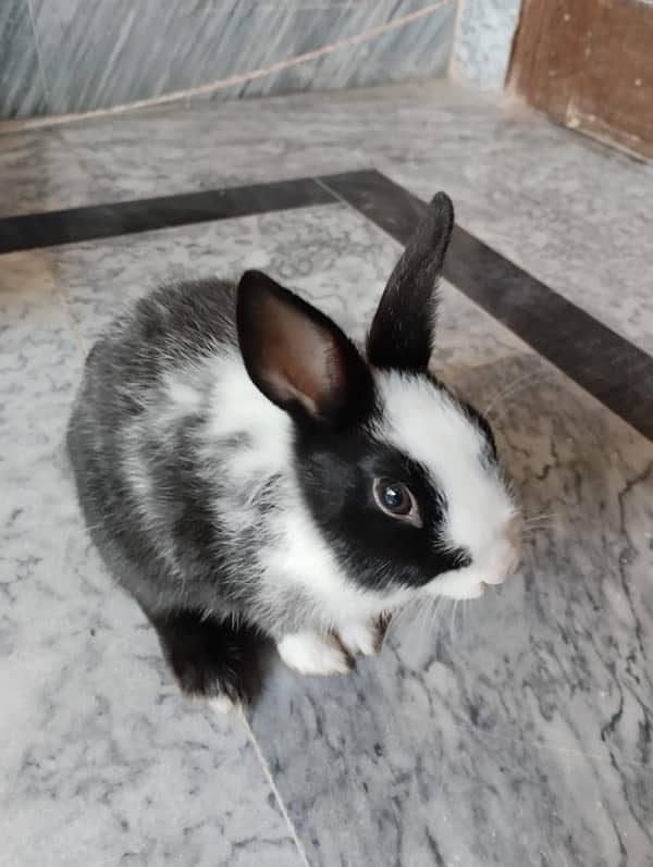 Dwarfs breed rabbits pair for sale 2