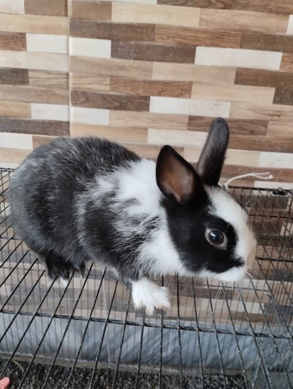 Dwarfs breed rabbits pair for sale 3