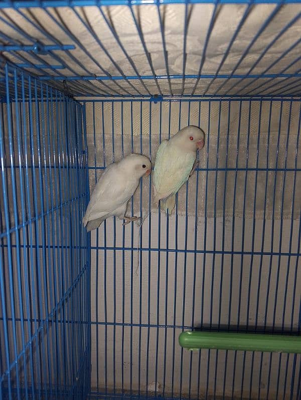 Albino red eyes pairs for sale contact kare shukria msg na karen 0