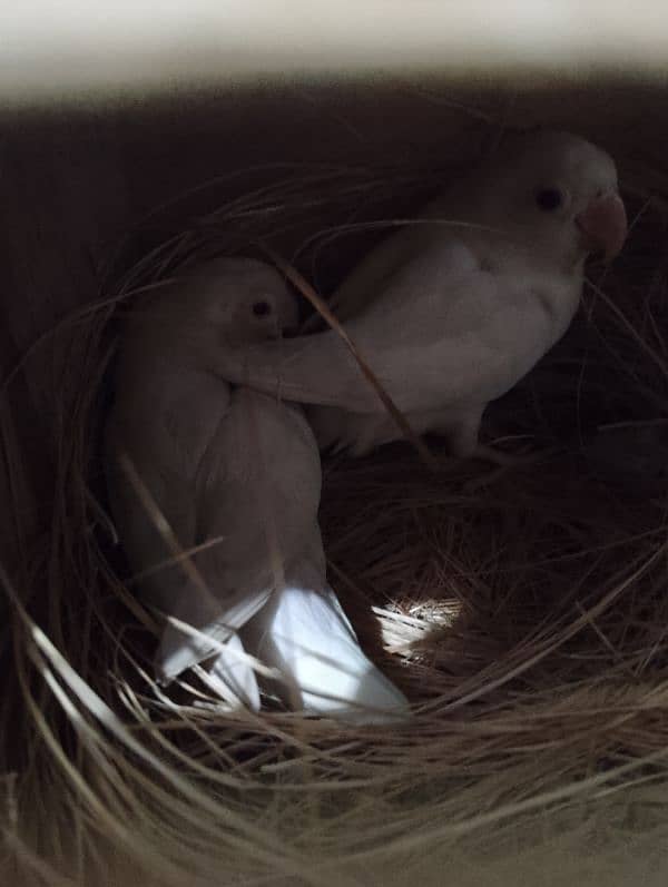 Albino red eyes pairs for sale contact kare shukria msg na karen 1