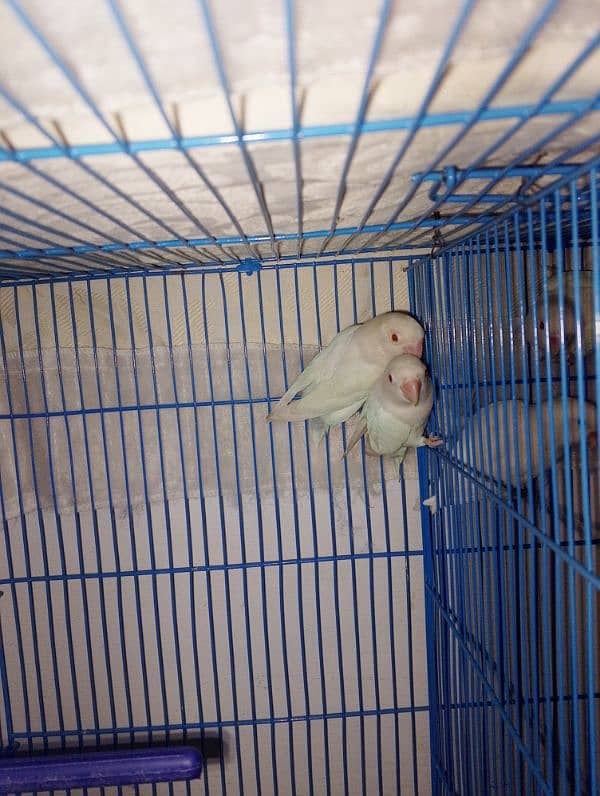 Albino red eyes pairs for sale contact kare shukria msg na karen 2