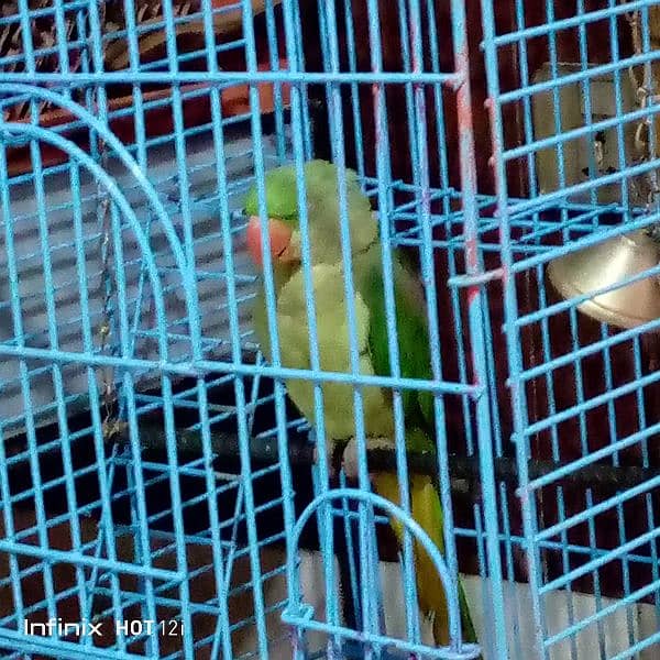 parrot cage 1