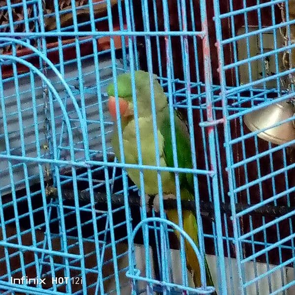 parrot cage 2