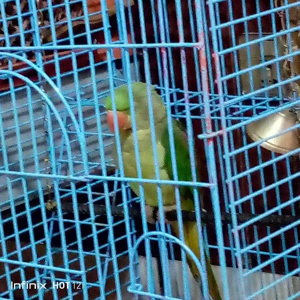 parrot cage 3