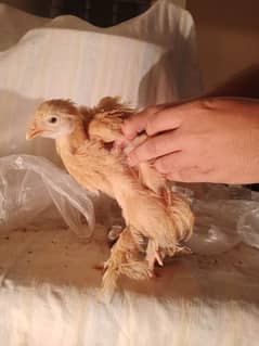 Golden Buff / molted buntem chicks for sale