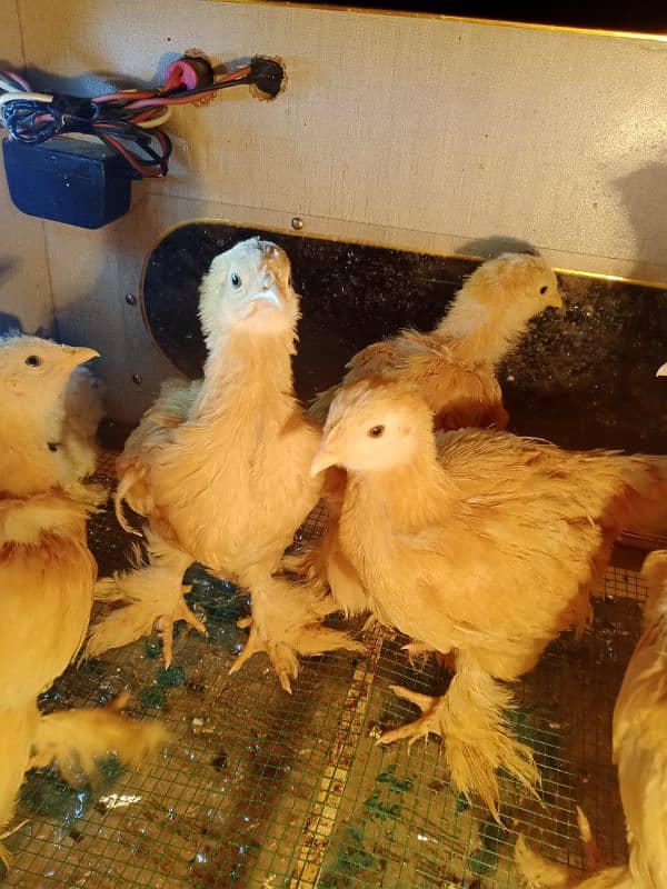 Golden Buff / molted buntem chicks for sale 2