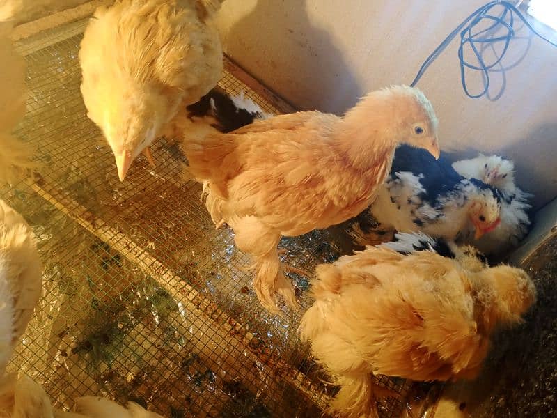 Golden Buff / molted buntem chicks for sale 3