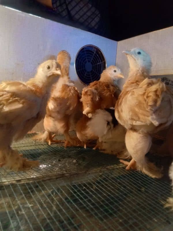 Golden Buff / molted buntem chicks for sale 4