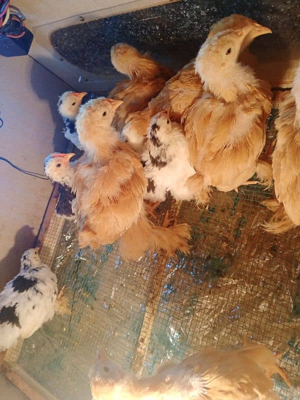 Golden Buff / molted buntem chicks for sale 5