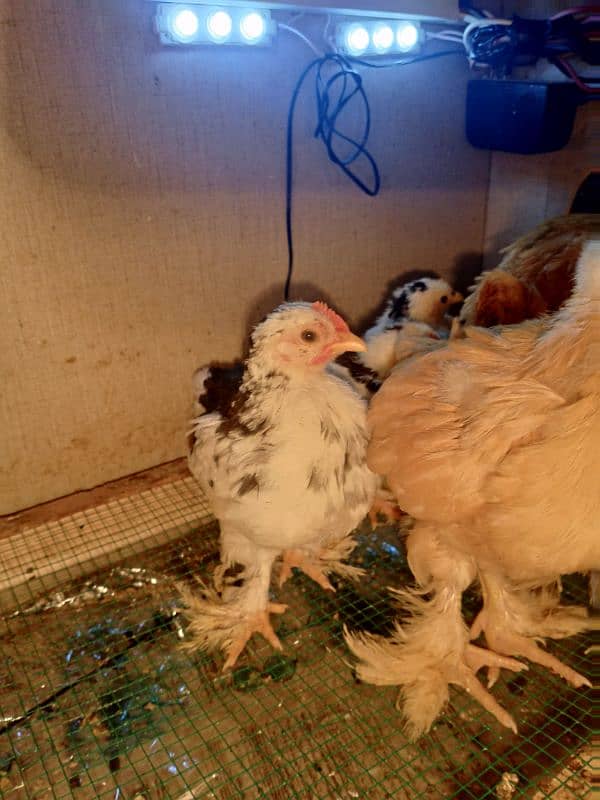 Golden Buff / molted buntem chicks for sale 6