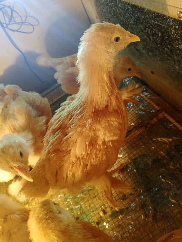 Golden Buff / molted buntem chicks for sale 7