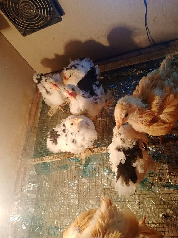 Golden Buff / molted buntem chicks for sale 8