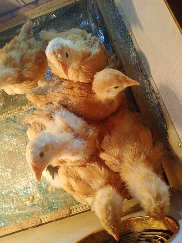 Golden Buff / molted buntem chicks for sale 9