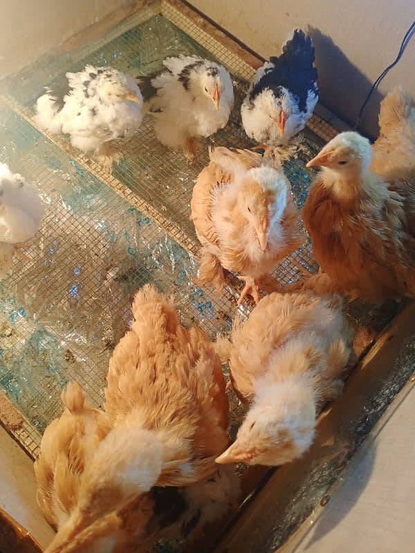 Golden Buff / molted buntem chicks for sale 10