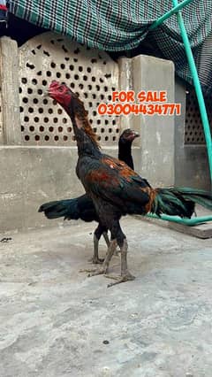 Thai Bird 03004434771