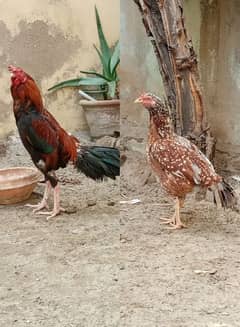 Aseel egg laying pair healthy and active