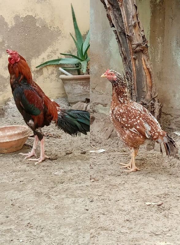 Aseel egg laying pair healthy and active 0