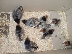 Golden sebright chicks top quality