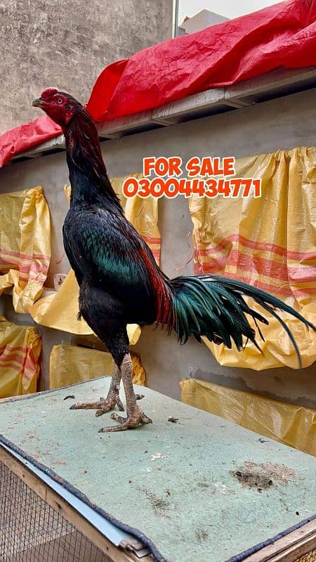 Thai Bird 03004434771 1