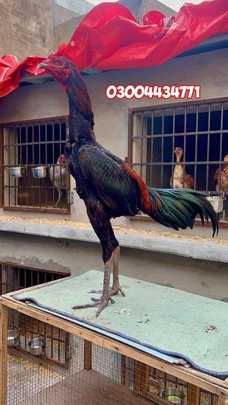 Thai Bird 03004434771 2