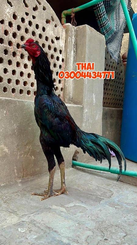 Thai Bird 03004434771 3