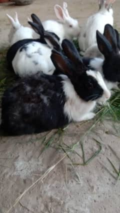 male and female rabbit