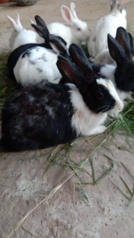 male and female rabbit 0