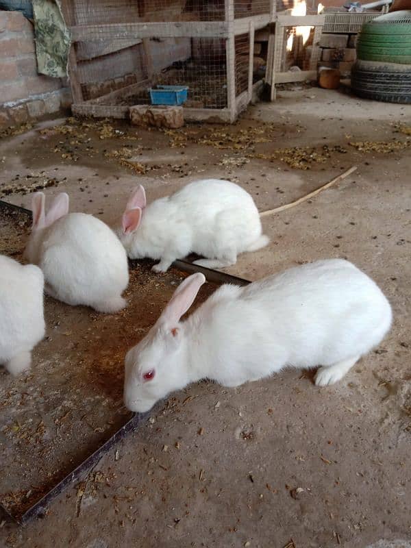 male and female rabbit 1